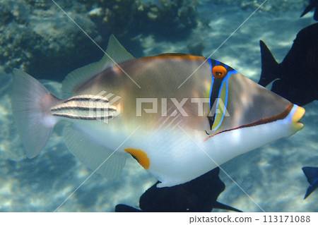 picasso fish with corals 113171088
