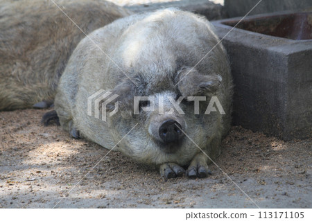 wild pig is resting 113171105