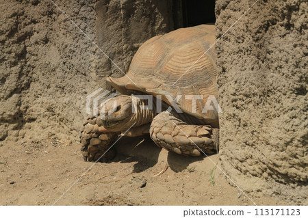 old turtle in their house 113171123