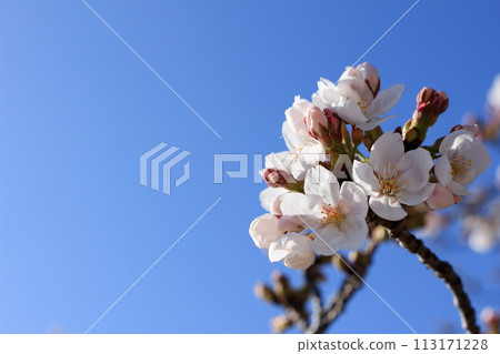 藍天和櫻花 113171228