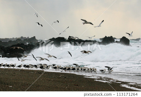 Seabirds flying in flocks on the waves 113171264