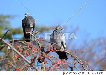 一隻鴿子棲息在櫻桃樹的樹枝上 一隻鴿子棲息在櫻桃樹的樹枝上 113171394