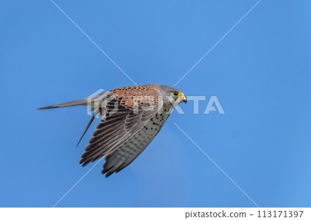 A male kestrel during the breeding season flies while grabbing prey against a blue sky background. A male kestrel during the breeding season flies while grabbing prey against a blue sky background. 113171397