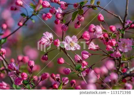 Malus halliana flowers that have begun to bloom beautifully Malus halliana flowers that have begun to bloom beautifully 113171398