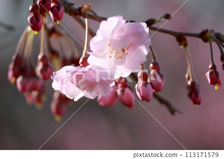 Transparent cherry blossom petals and buds waiting to bloom Transparent cherry blossom petals and buds waiting to bloom 113171579