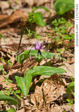 Katakuri flowers are in full bloom Katakuri flowers are in full bloom 113171692