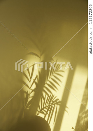A sunny window and the shadow of a plant that can be used as a design background. A sunny window and the shadow of a plant that can be used as a design background. 113172206