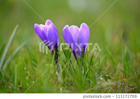 Spring background with flowers. Nature and delicate photo with details of blooming colorful crocuses in spring time.(Crocus vernus) 113172709