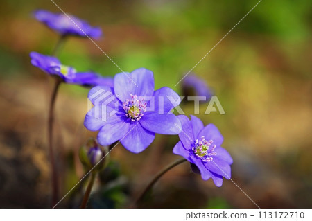 Spring flower. Beautiful blooming first small flowers in the forest. Hepatica. (Hepatica nobilis) 113172710