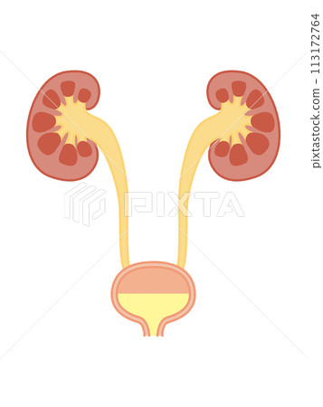 腎/膀胱 113172764