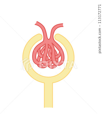 Renal corpuscle, glomerulus, Bowman's pouch Renal corpuscle, glomerulus, Bowman's pouch 113172771