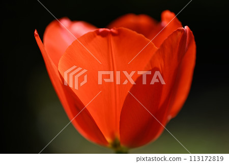 鬱金香花瓣 113172819