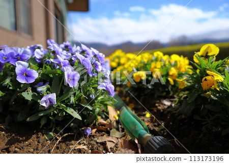 Spring flowers, yellow viola flowers blooming in the flower bed Spring flowers, yellow viola flowers blooming in the flower bed 113173196