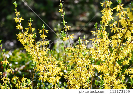 Forsythia Forsythia 113173199