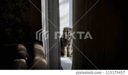 Funny grey cat is sitting on near window Funny grey cat is sitting on near window 113173457