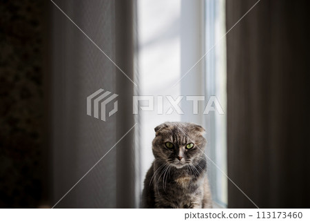 Close-up portrait gray cat Close-up portrait gray cat 113173460