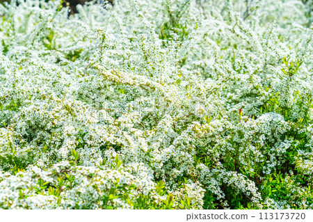 Snow willow found in spring park 113173720