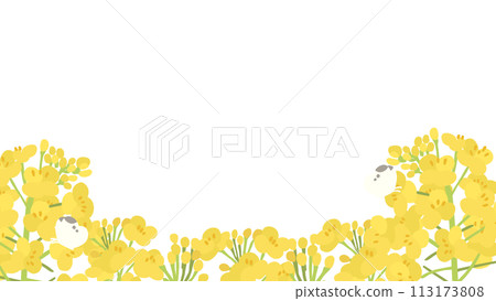 油菜花的透明裝飾插圖 油菜花的透明裝飾插圖 113173808