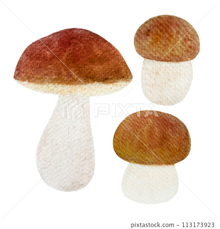 Watercolor porcini mushroom set isolated on white Watercolor porcini mushroom set isolated on white 113173923