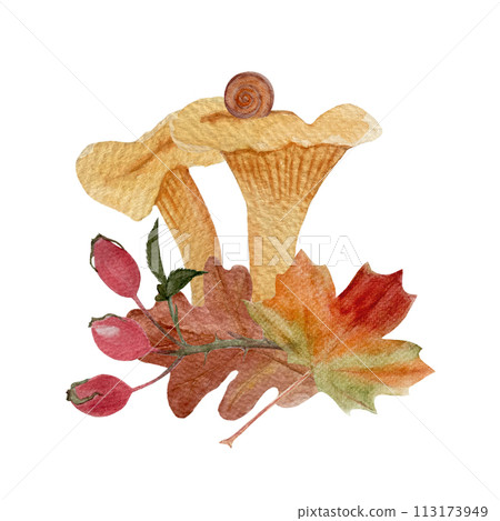 Wild chanterelles with a autumn leafs rose-hips watercolor composition isolated on white. 113173949