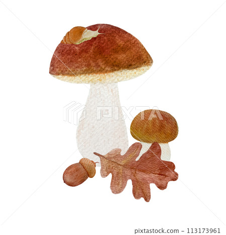 Porcini mushroom with a snail and oak leaf watercolor compositon isolated on white 113173961