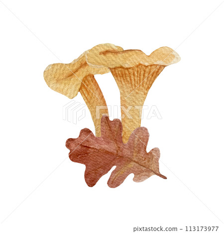 Wild chanterelles with an oak leaf watercolor composition isolated on white. Wild chanterelles with an oak leaf watercolor composition isolated on white. 113173977