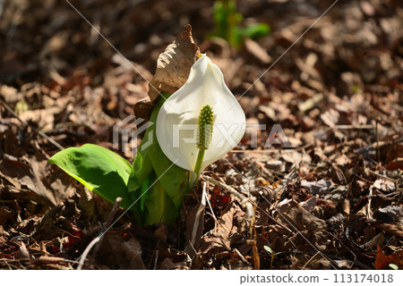 Skunk cabbage (skunk cabbage) Skunk cabbage (skunk cabbage) 113174018
