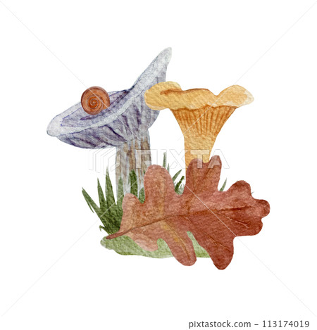 Wild purple and orange mushroom watercolor composition isolated on white. Collybia nuda, chanterelles 113174019