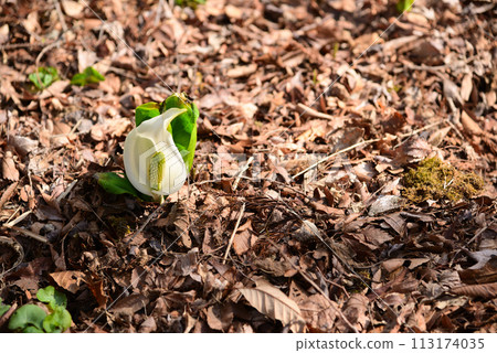 Skunk cabbage (skunk cabbage) Skunk cabbage (skunk cabbage) 113174035