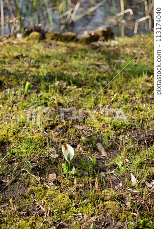 臭菘菜（臭菘菜） 113174040