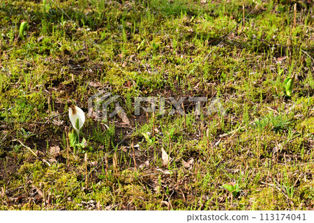 臭菘菜（臭菘菜） 113174041