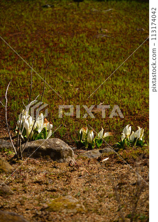 Skunk cabbage (skunk cabbage) 113174042