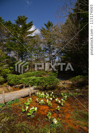 Skunk cabbage (skunk cabbage) 113174065