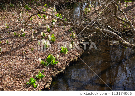Skunk cabbage (skunk cabbage) 113174066