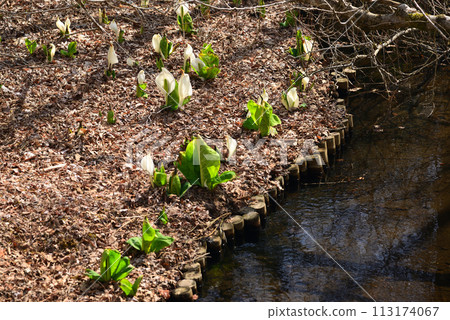 臭菘菜（臭菘菜） 113174067