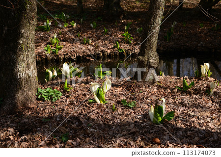 Skunk cabbage (skunk cabbage) 113174073