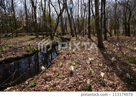 臭菘菜（臭菘菜） 113174078