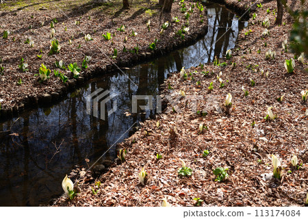 Skunk cabbage (skunk cabbage) Skunk cabbage (skunk cabbage) 113174084