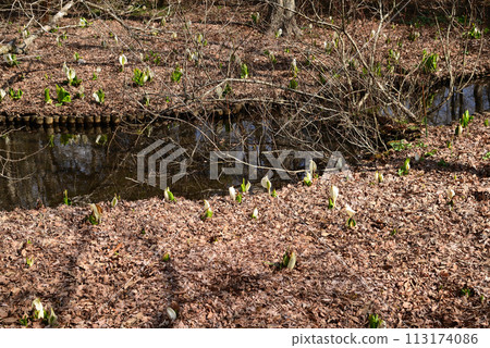 Skunk cabbage (skunk cabbage) Skunk cabbage (skunk cabbage) 113174086