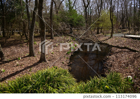 Skunk cabbage (skunk cabbage) Skunk cabbage (skunk cabbage) 113174096