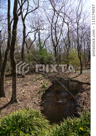 Skunk cabbage (skunk cabbage) Skunk cabbage (skunk cabbage) 113174097