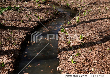 Skunk cabbage (skunk cabbage) Skunk cabbage (skunk cabbage) 113174099