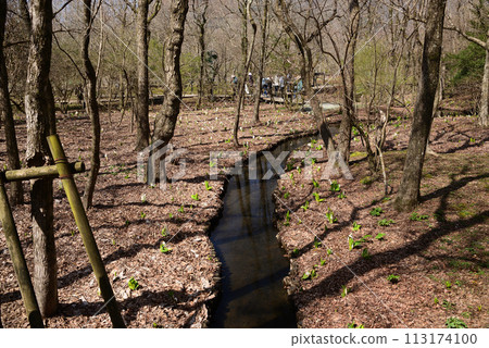 臭菘菜（臭菘菜） 113174100