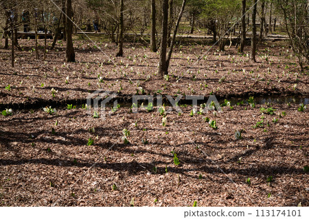 臭菘菜(臭菘菜) 臭菘菜(臭菘菜) 113174101
