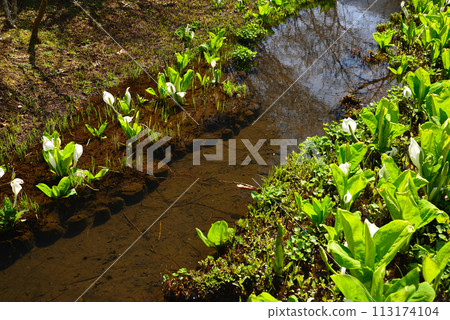 Skunk cabbage (skunk cabbage) Skunk cabbage (skunk cabbage) 113174104