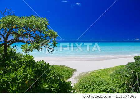 The road leading to the beach with pure white sand and emerald green sea The road leading to the beach with pure white sand and emerald green sea 113174365