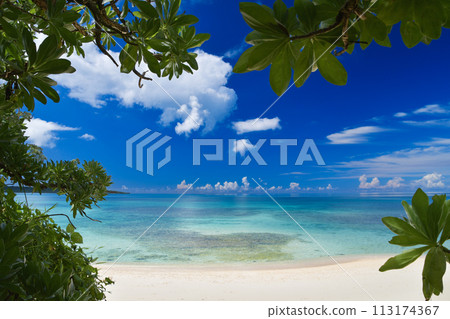 從海灘上亞熱帶植物的樹蔭下看到蔚藍的大海和盛夏的藍天 113174367