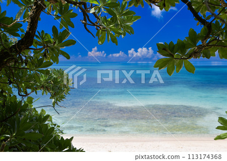 從海灘上亞熱帶植物的樹蔭下看到蔚藍的大海和盛夏的藍天 113174368