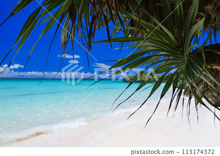 翠綠的大海在露兜樹葉和潔白的沙灘之外蔓延開來。 113174372