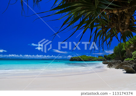 翠綠的大海在露兜樹葉和潔白的沙灘之外蔓延開來。 113174374
